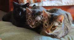 three cats